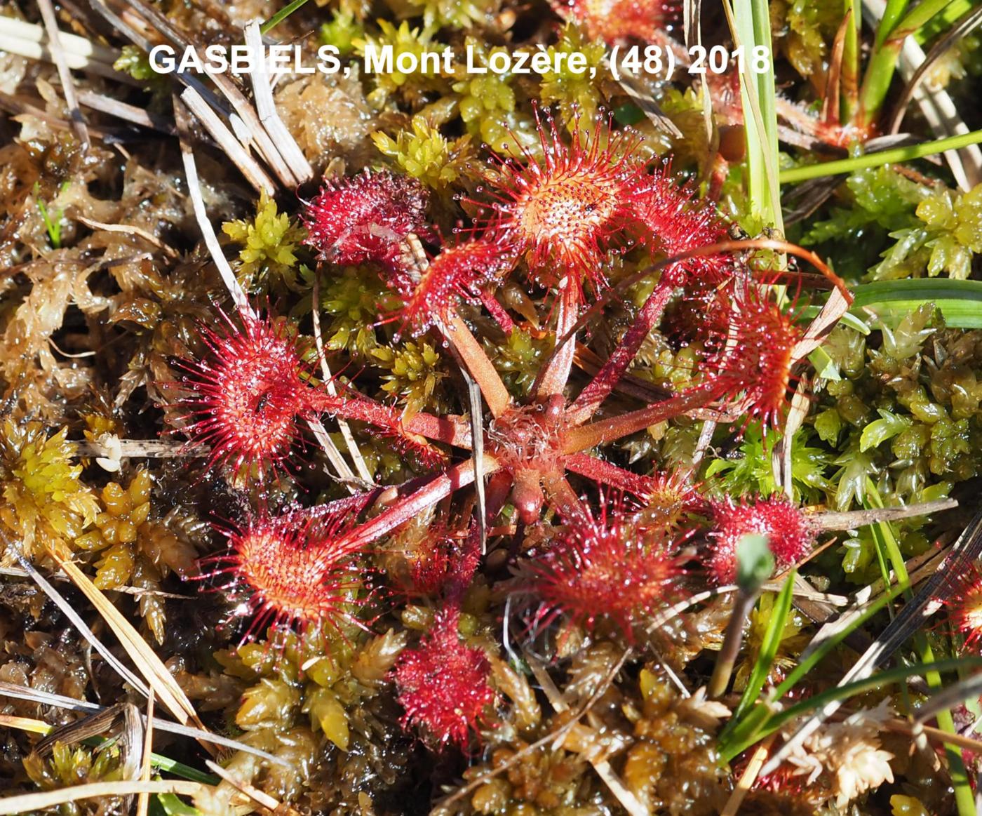 Sundew, Round-leaved leaf